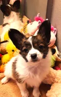 Hope Easter Pup, a female Papillon for sale in South Greeley, WY – Photo 3 of 10