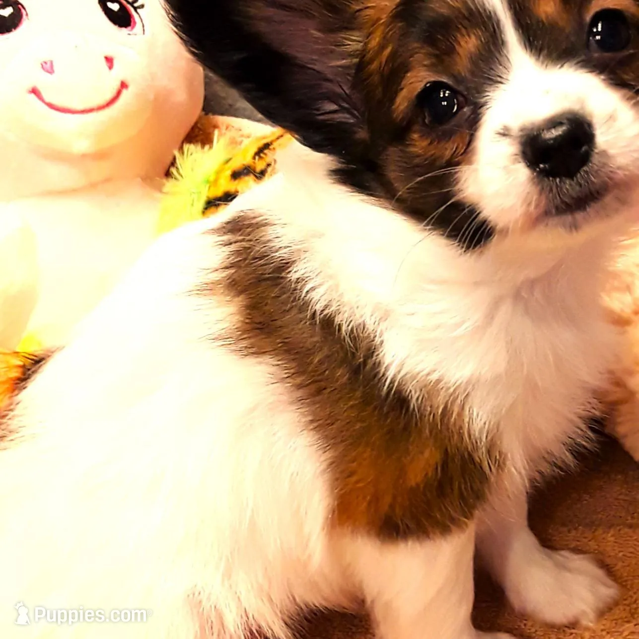 Hope Easter Pup, a female Papillon for sale in South Greeley, WY – Photo 4 of 10