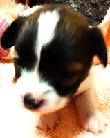 Li'll Rudolph, a male Papillon for sale in South Greeley, WY – 5 of 9