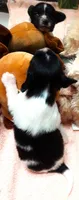 Tiny Tim, a male Papillon for sale in South Greeley, WY – 9 of 9