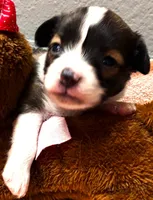Li'll Rudolph, a male Papillon for sale in South Greeley, WY – 2 of 9