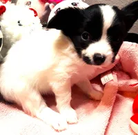 Monica, a female Papillon for sale in South Greeley, WY – 7 of 9