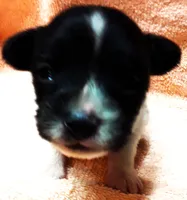 Tiny Tim, a male Papillon for sale in South Greeley, WY – 3 of 9