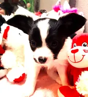 Monica, a female Papillon for sale in South Greeley, WY – 2 of 9