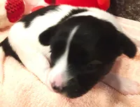 Bella, a female Papillon for sale in South Greeley, WY – 5 of 8