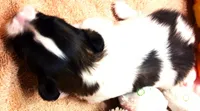 Tiny Tina, a female Papillon for sale in South Greeley, WY – 3 of 9