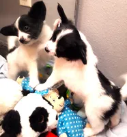 Li'll Bronco, a male Papillon for sale in South Greeley, WY – 6 of 10