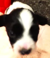Melody, a female Papillon for sale in South Greeley, WY – 2 of 10