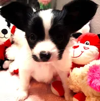 Monica, a female Papillon for sale in South Greeley, WY – 1 of 9