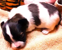 Tiny Tina, a female Papillon for sale in South Greeley, WY – 9 of 9
