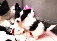 Melody, a female Papillon for sale in South Greeley, WY – 9 of 10