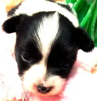 Li'll Angel, a female Papillon for sale in South Greeley, WY – 2 of 10