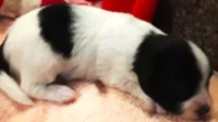 Melody, a female Papillon for sale in South Greeley, WY – 7 of 10