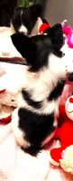 L'll Dolly, a female Papillon for sale in South Greeley, WY – 9 of 9
