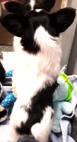 Li'll Bronco, a male Papillon for sale in South Greeley, WY – 9 of 10