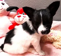 L'll Dolly, a female Papillon for sale in South Greeley, WY – 2 of 9