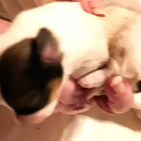 Li'll spot Easter pup, a male Papillon for sale in South Greeley, WY – Photo 6 of 9