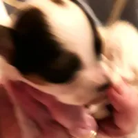 Li'll spot Easter pup, a male Papillon for sale in South Greeley, WY – Photo 8 of 9