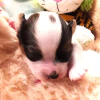 Li'll spot Easter pup, a male Papillon for sale in South Greeley, WY – Photo 4 of 9