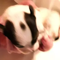 Li'll spot Easter pup, a male Papillon for sale in South Greeley, WY – Photo 7 of 9