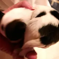 Li'll spot Easter pup, a male Papillon for sale in South Greeley, WY – Photo 5 of 9