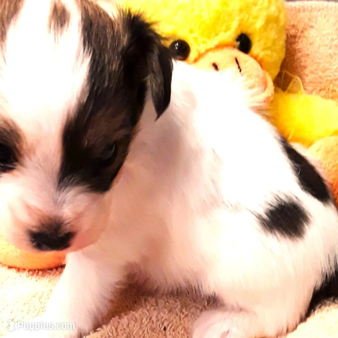 Li'll spot Easter pup, a male Papillon for sale in South Greeley, WY – Photo 2 of 9