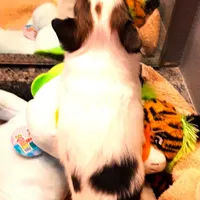 Li'll spot Easter pup, a male Papillon for sale in South Greeley, WY – Photo 9 of 9