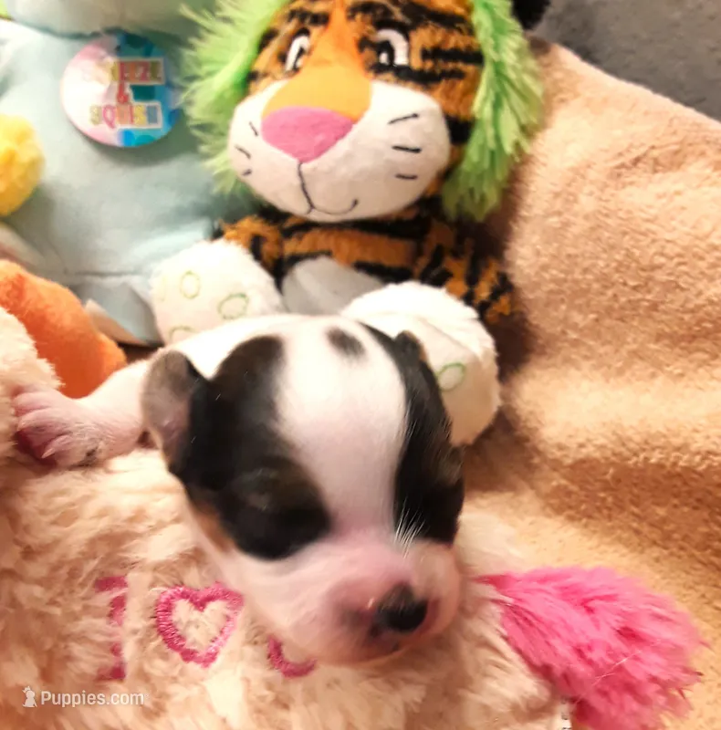 Li'll spot Easter pup