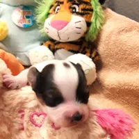 Li'll spot Easter pup, a male Papillon for sale in South Greeley, WY – Photo 3 of 9