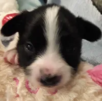 Li'll Bronco, a male Papillon for sale in South Greeley, WY – 2 of 9