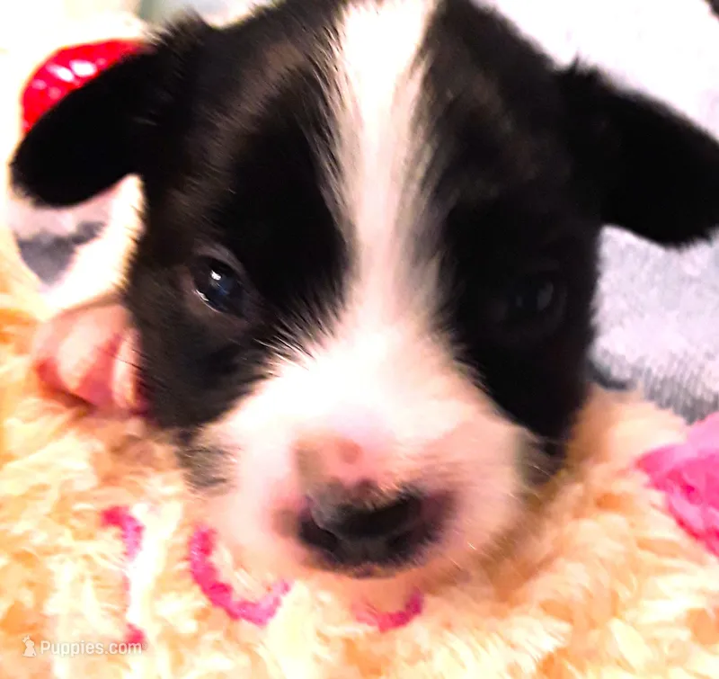 Li'll Bronco – Papillon puppy for sale in South Greeley, WY