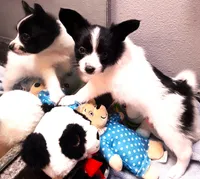 Li'll Bronco, a male Papillon for sale in South Greeley, WY – 8 of 10