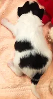 Monica, a female Papillon for sale in South Greeley, WY – 7 of 7