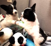 Li'll Bronco, a male Papillon for sale in South Greeley, WY – 7 of 10