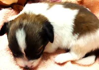 Li'll Rudolph, a male Papillon for sale in South Greeley, WY – 8 of 9