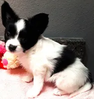 Melody, a female Papillon for sale in South Greeley, WY – 7 of 10