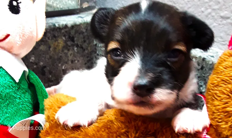 Santa's Dancer, a male Papillon for sale in South Greeley, WY – 1 of 9
