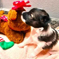 Santa's Dancer, a male Papillon for sale in South Greeley, WY – 8 of 9