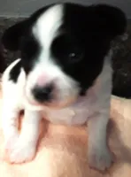 Melody, a female Papillon for sale in South Greeley, WY – 4 of 10