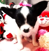 Melody, a female Papillon for sale in South Greeley, WY – 2 of 10