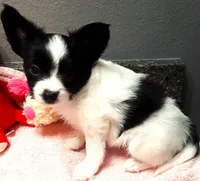 Melody, a female Papillon for sale in South Greeley, WY – 6 of 10