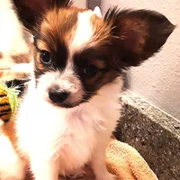 Pumpkin, On hold, a female Papillon for sale in South Greeley, WY – Photo 2 of 10
