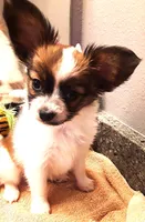 Pumpkin, On hold, a female Papillon for sale in Cheyenne, WY – Photo 2 of 10