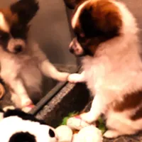 Pumpkin, On hold, a female Papillon for sale in South Greeley, WY – Photo 8 of 10