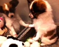 Pumpkin, On hold, a female Papillon for sale in Cheyenne, WY – Photo 8 of 10