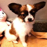 Pumpkin, On hold, a female Papillon for sale in South Greeley, WY – Photo 5 of 10