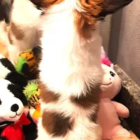 Pumpkin, On hold, a female Papillon for sale in South Greeley, WY – Photo 10 of 10