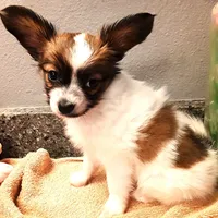Pumpkin, On hold, a female Papillon for sale in South Greeley, WY – Photo 7 of 10