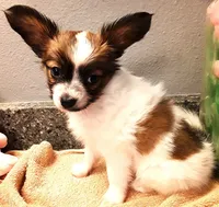 Pumpkin, On hold, a female Papillon for sale in Cheyenne, WY – Photo 7 of 10