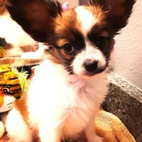 Pumpkin, On hold, a female Papillon for sale in South Greeley, WY – Photo 3 of 10